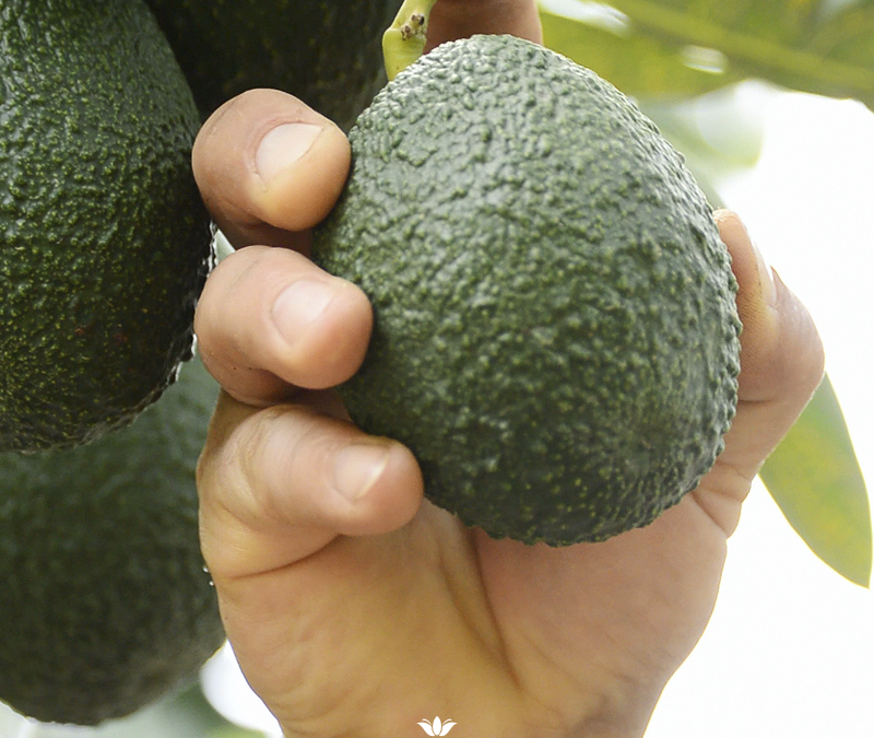 7 PROPRIÉTÉS D’AVOCADO QUI VOUS SURPRENDRONT
