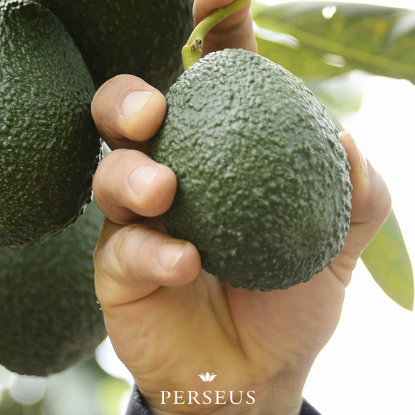 1.-Palta-en-Mano aguacate perseus