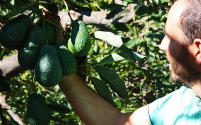 7 PROPERTIES OF AVOCADO THAT WILL SURPRISE YOU