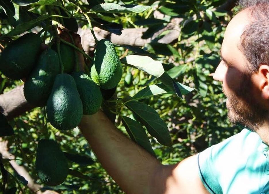 7 PROPERTIES OF AVOCADO THAT WILL SURPRISE YOU