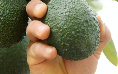 How to choose the best avocado on the market