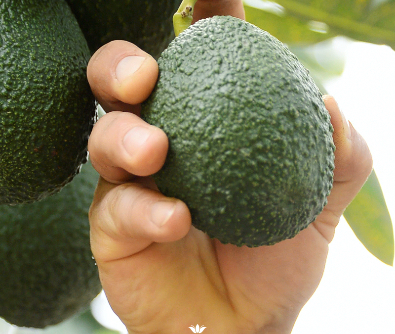 How to choose the best avocado on the market